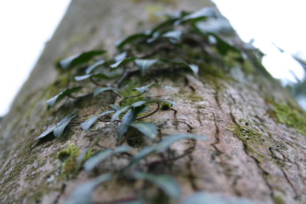 baum mit Anhang