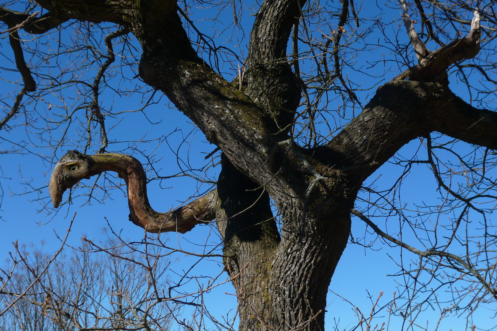 Baum mit Auge