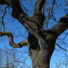 Baum mit Auge