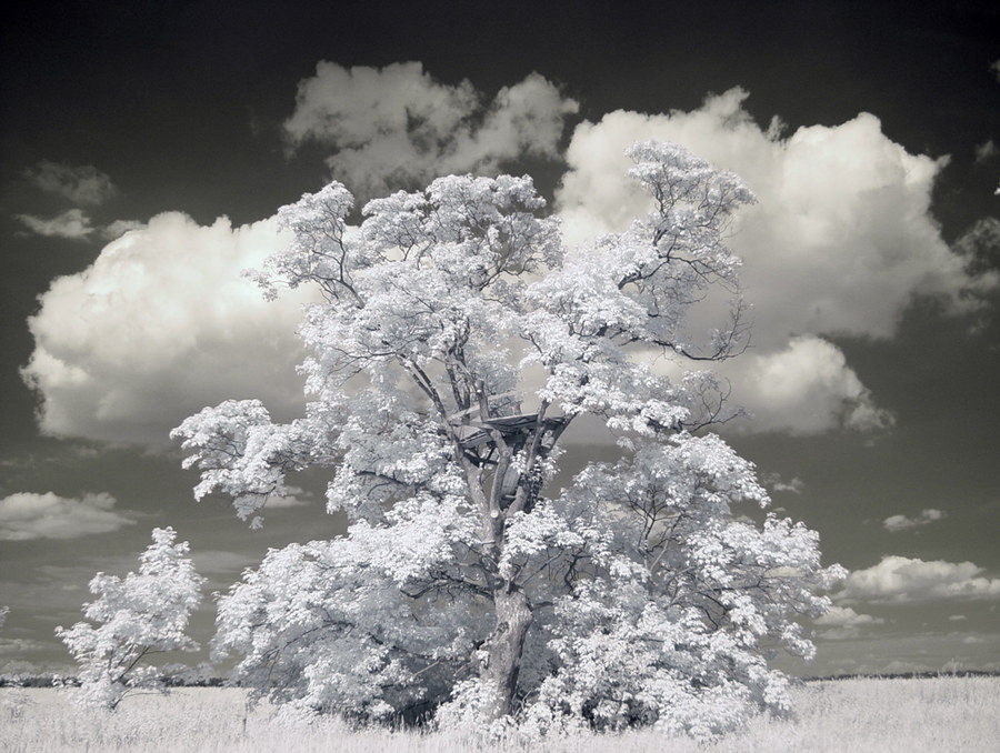 Baum mit Aussicht