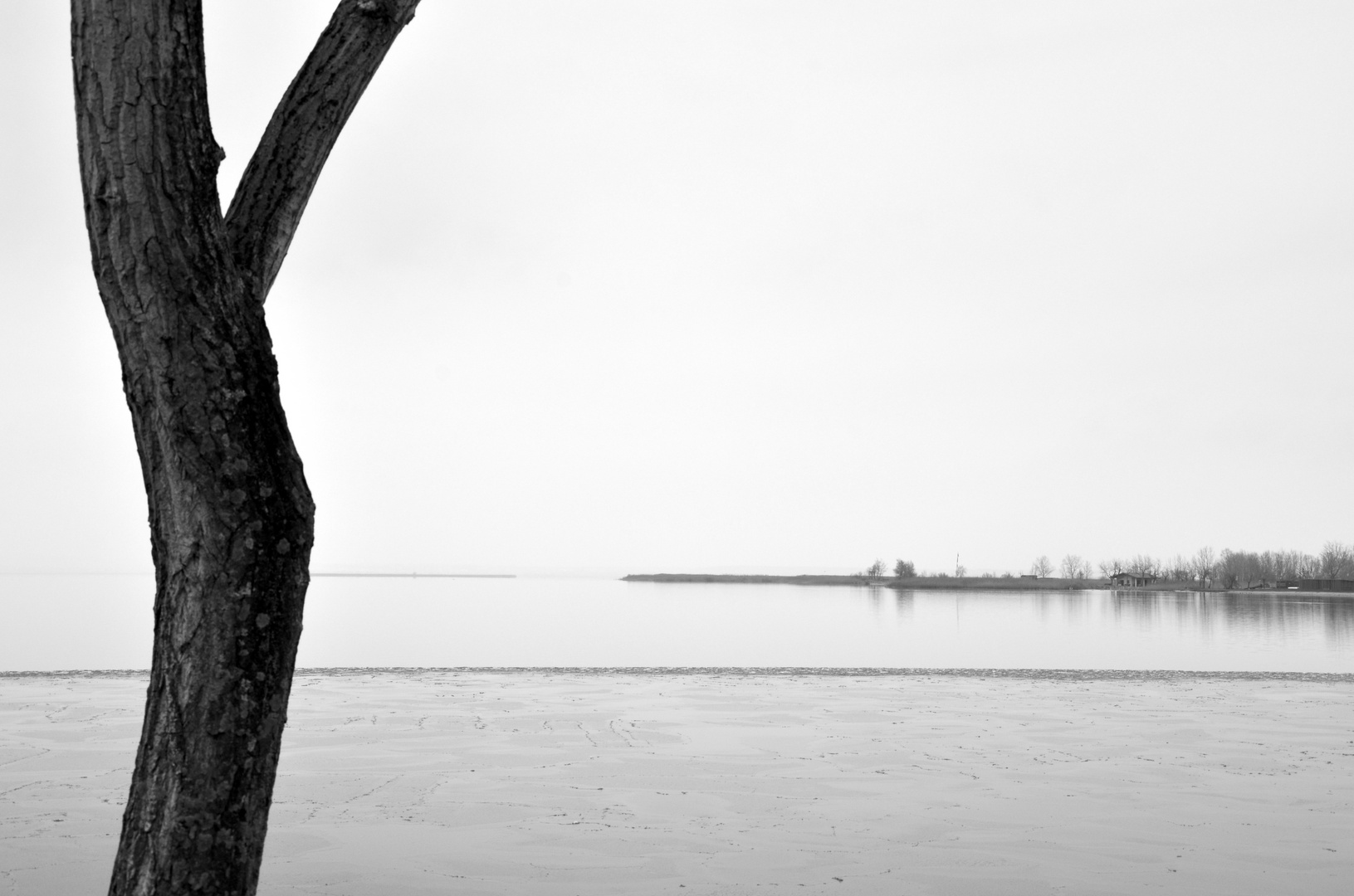 Baum mit Aussicht