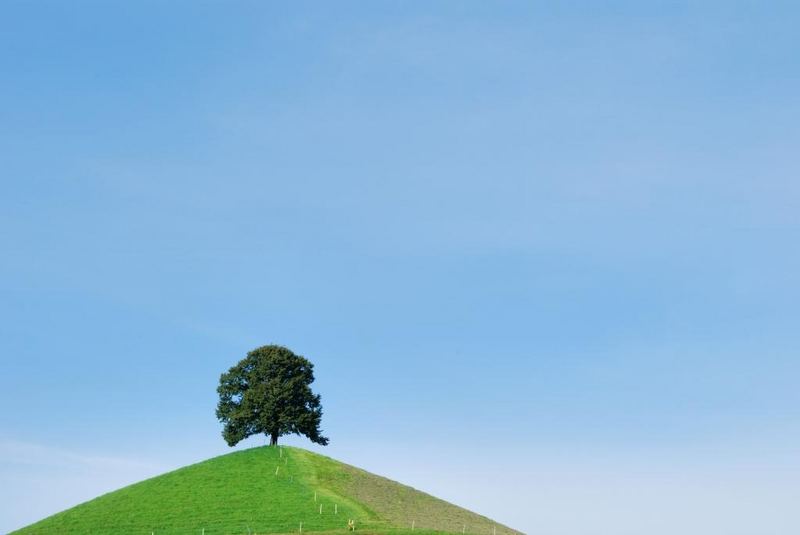 Baum mit Aussicht