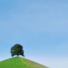 Baum mit Aussicht