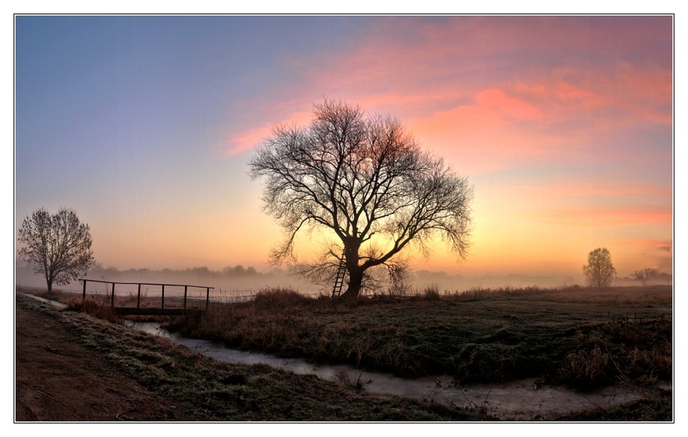 Baum mit Aussicht