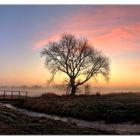 Baum mit Aussicht