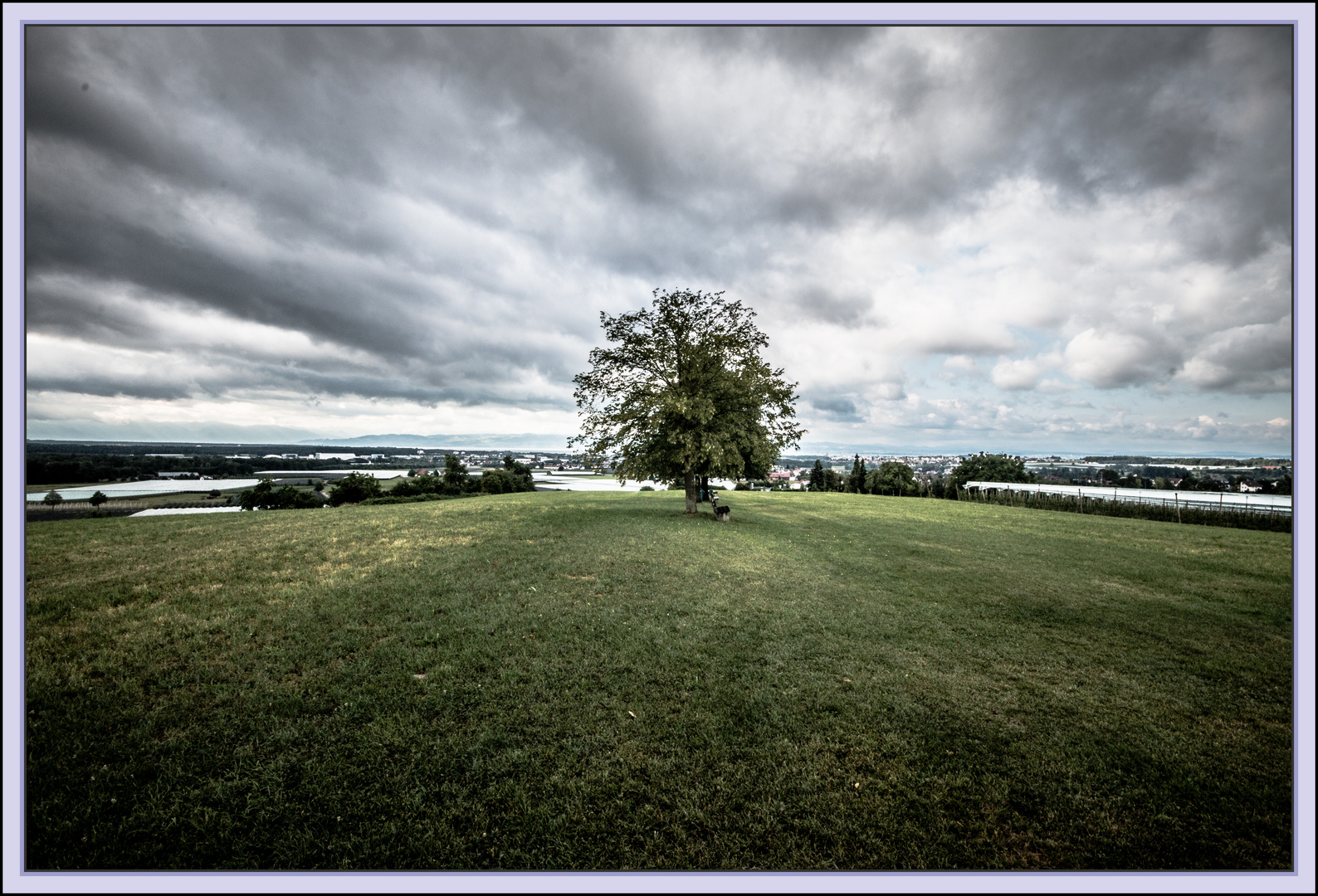 Baum mit Aussicht