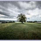 Baum mit Aussicht