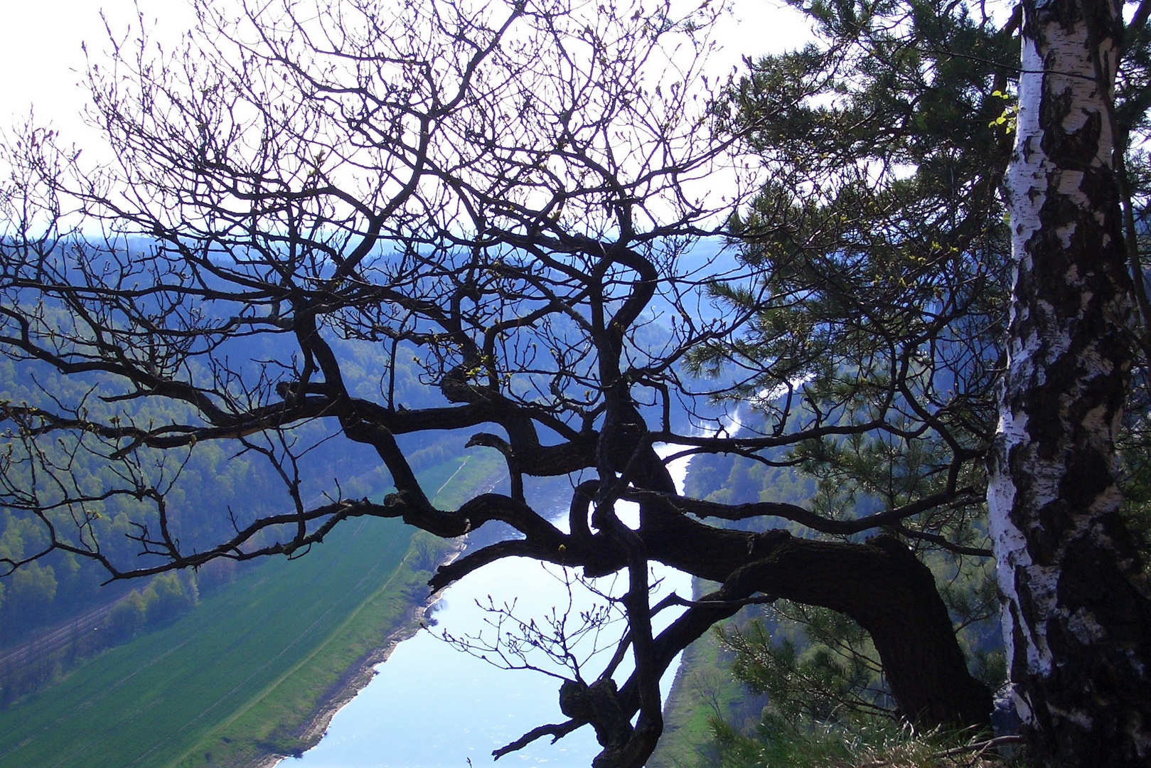 Baum mit Aussicht