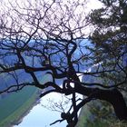 Baum mit Aussicht