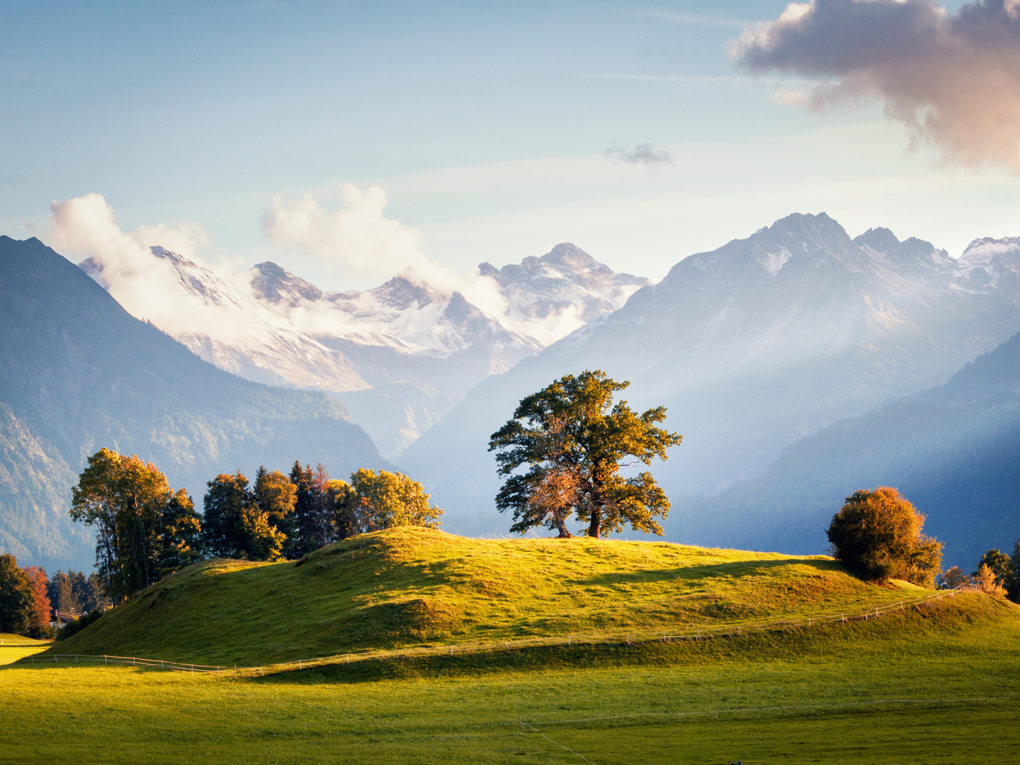 Baum mit Aussicht auf die Alpen