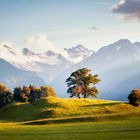 Baum mit Aussicht auf die Alpen