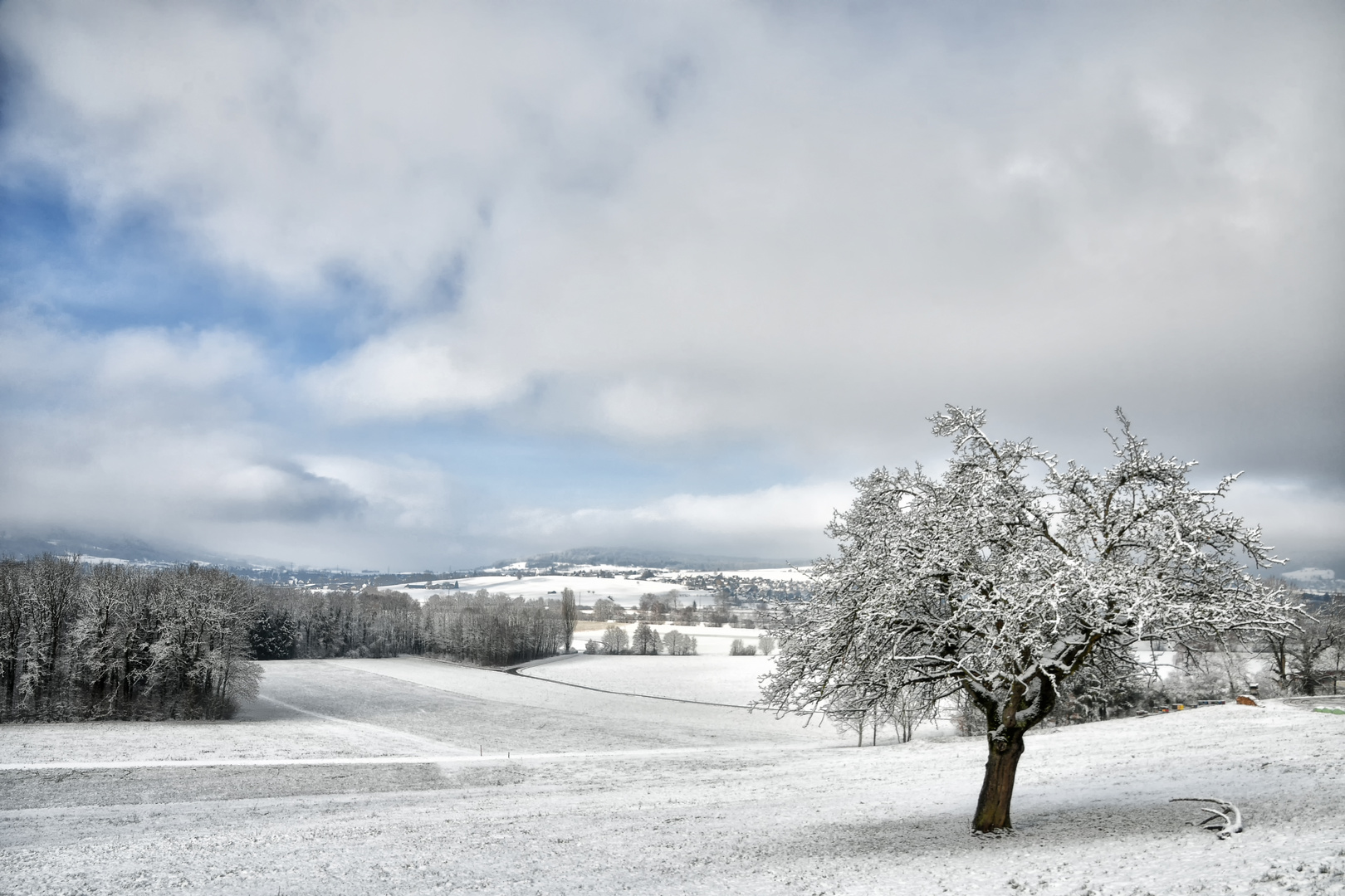 Baum mit Aussicht