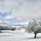 Baum mit Aussicht