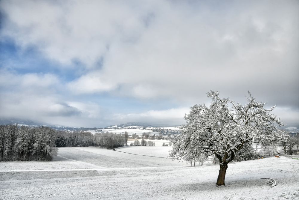 Baum mit Aussicht