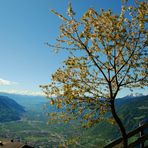 Baum mit Aussicht