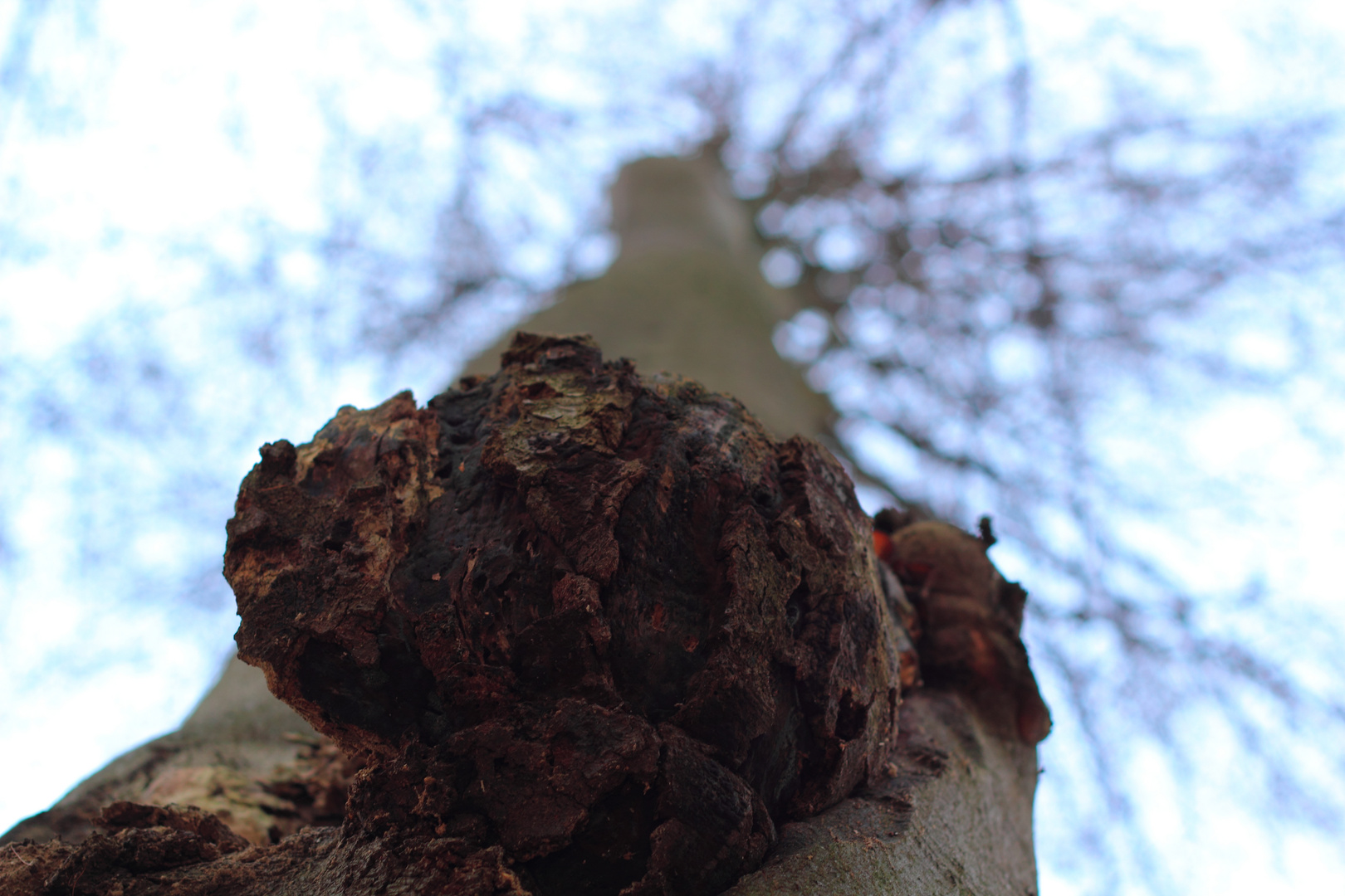 Baum mit Auswüchsen