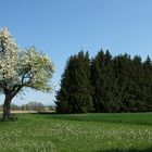 Baum mit Bank