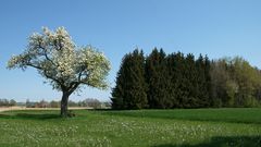 Baum mit Bank