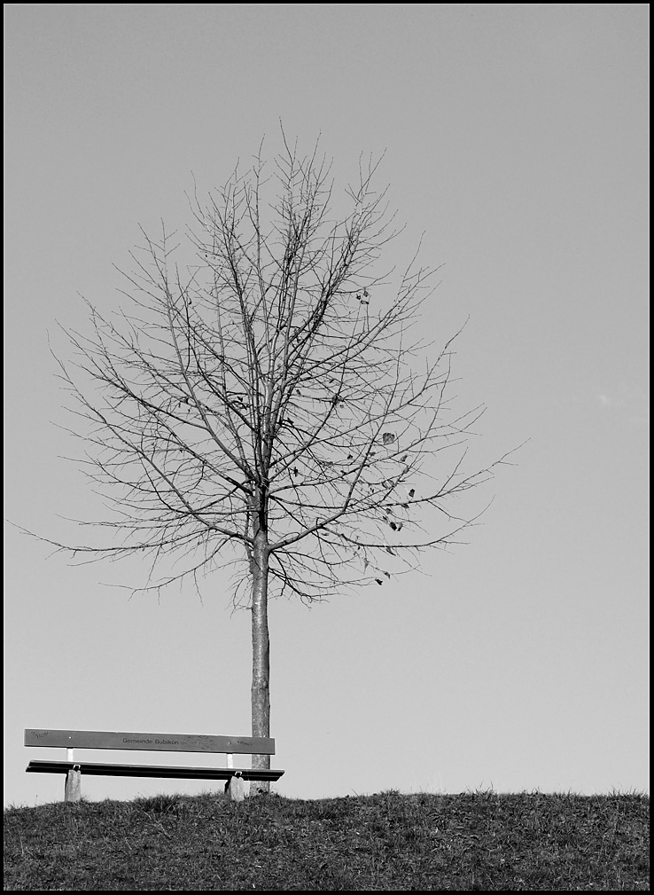 Baum Mit Bank Foto Bild Sw Natur Bilder Auf Fotocommunity