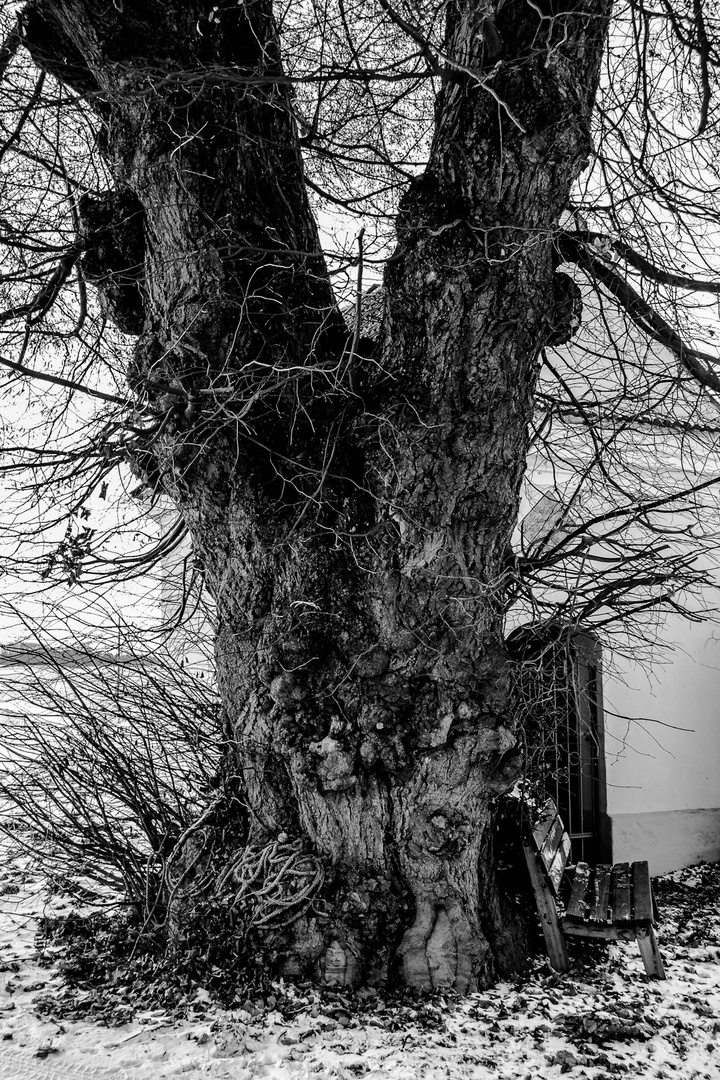 Baum mit Bank