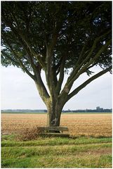 Baum mit Bank