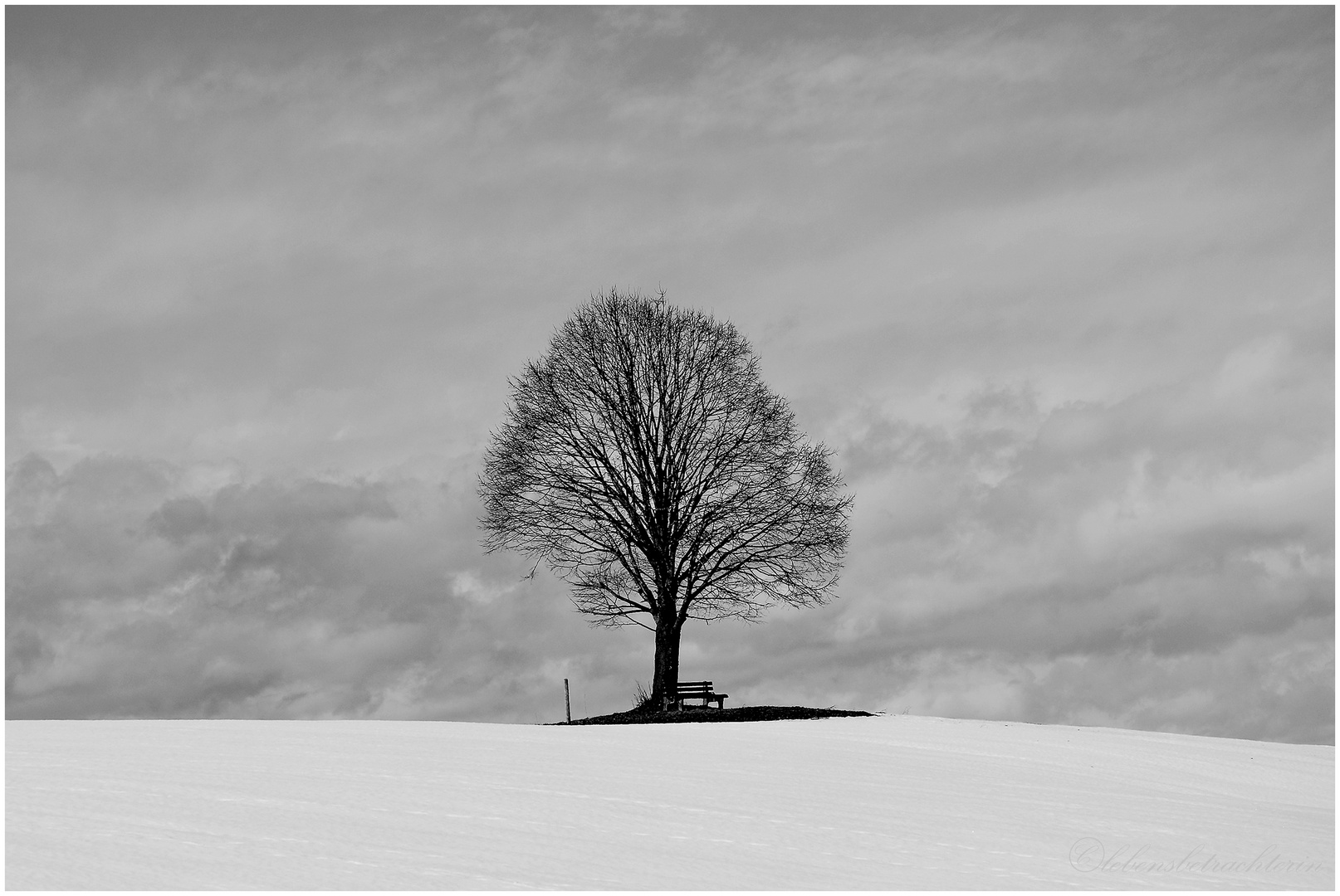 Baum mit Bank zum verweilen