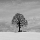 Baum mit Bank zum verweilen