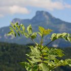 Baum mit Berg 