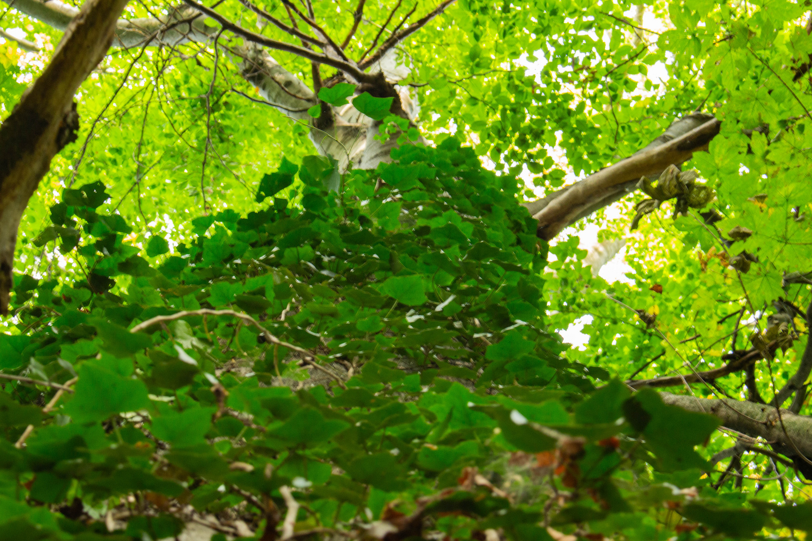 Baum mit Bewuchs