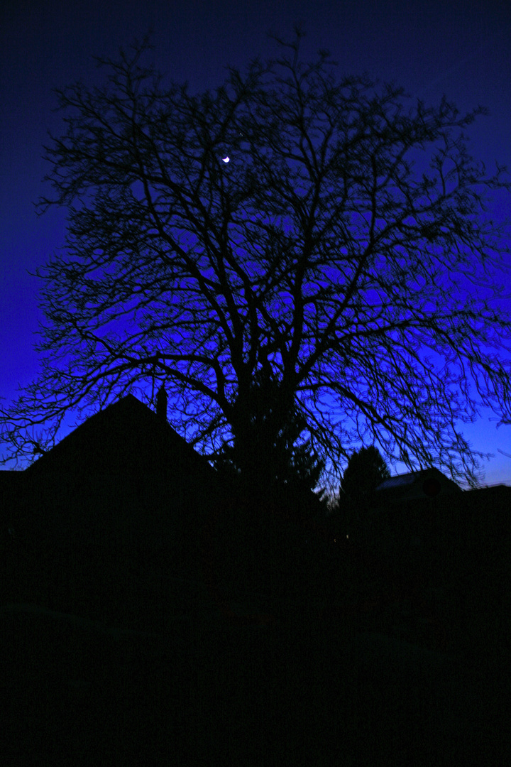 Baum mit blauem Himmel