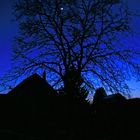 Baum mit blauem Himmel