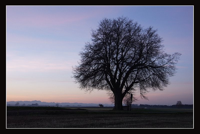 Baum mit Blick auf die Zugspitze von Udo Walter Pick