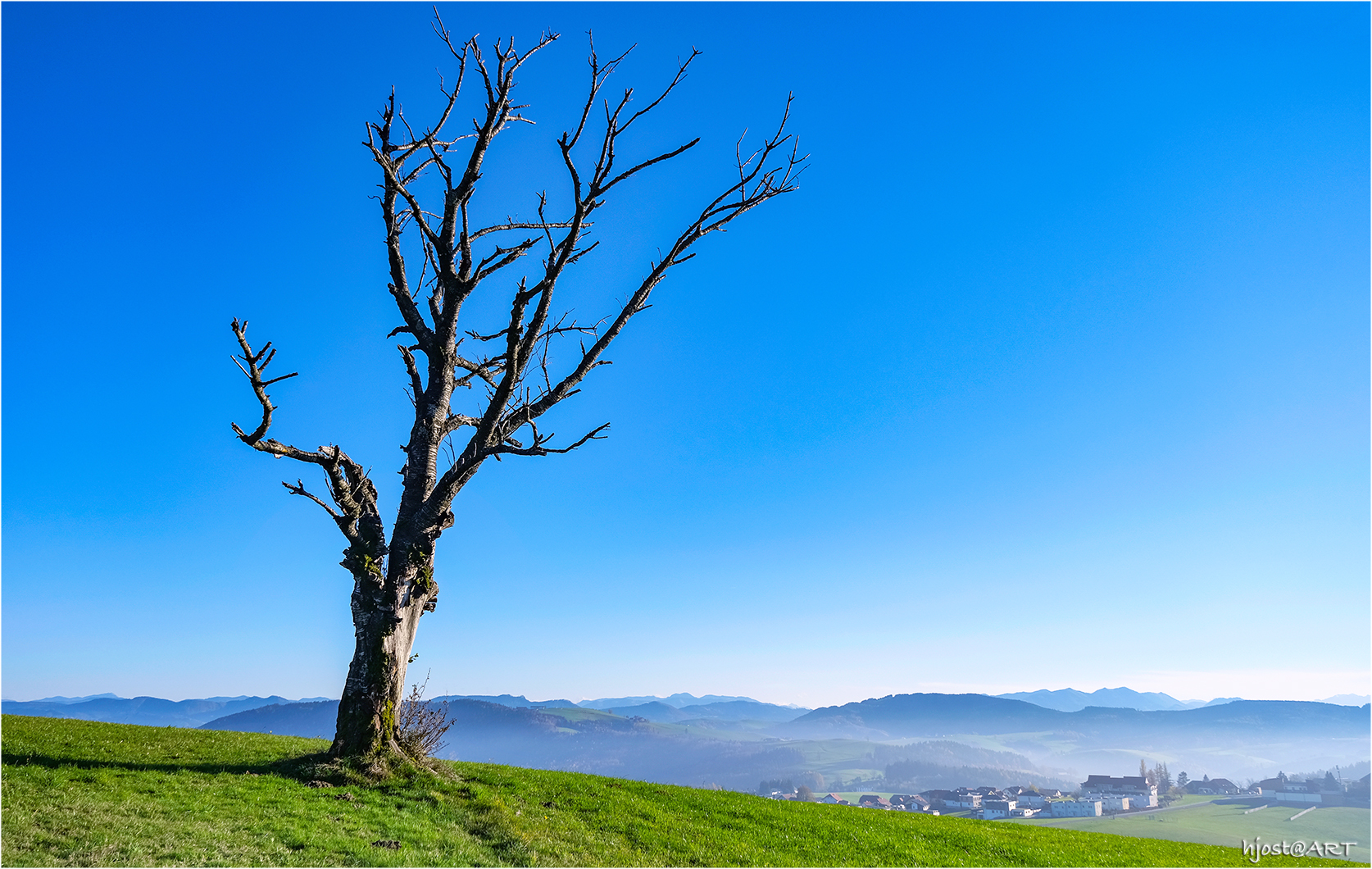 Baum mit Blick auf's Ländle ...