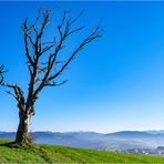 Baum mit Blick auf's Ländle ...