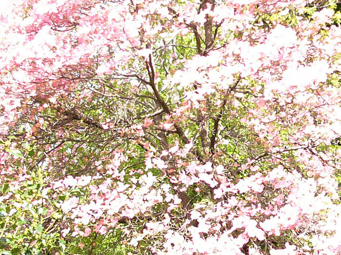 Baum mit Blüten