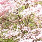 Baum mit Blüten