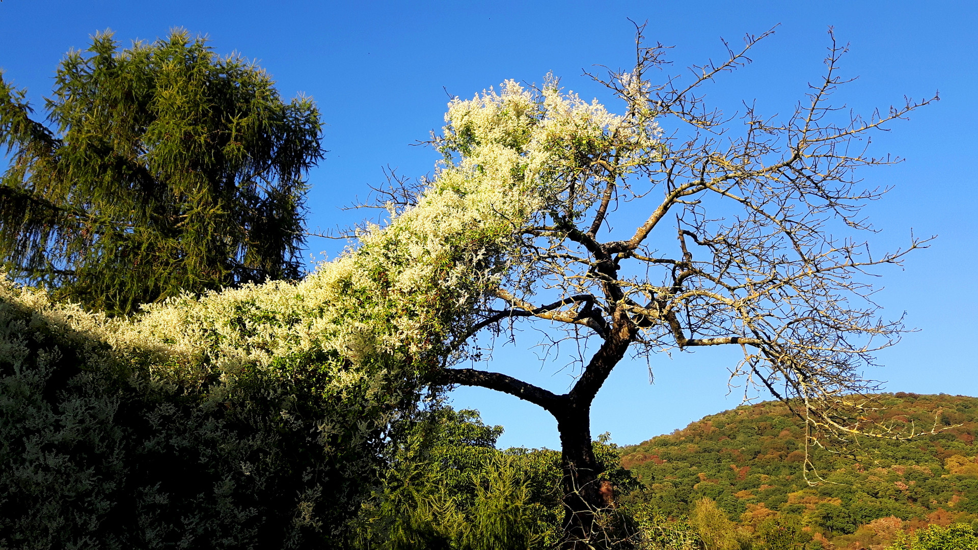 Baum mit Blütenschleier