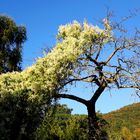 Baum mit Blütenschleier