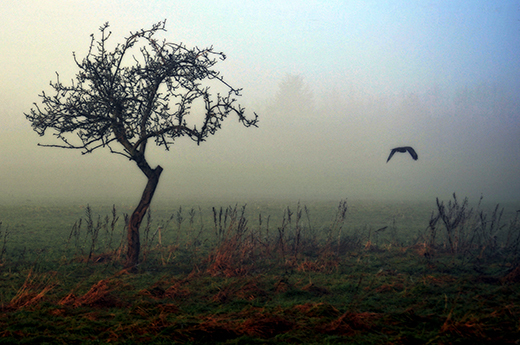 Baum mit Bussard