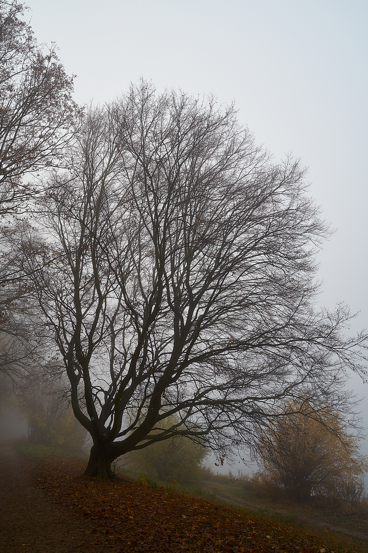 Baum mit Charakter