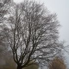 Baum mit Charakter