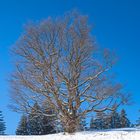 Baum mit Charakter