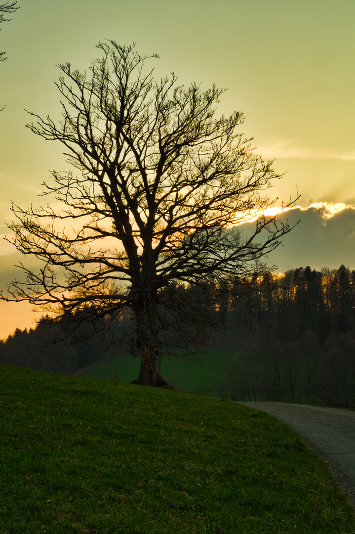 Baum mit der untergehenden Sonne