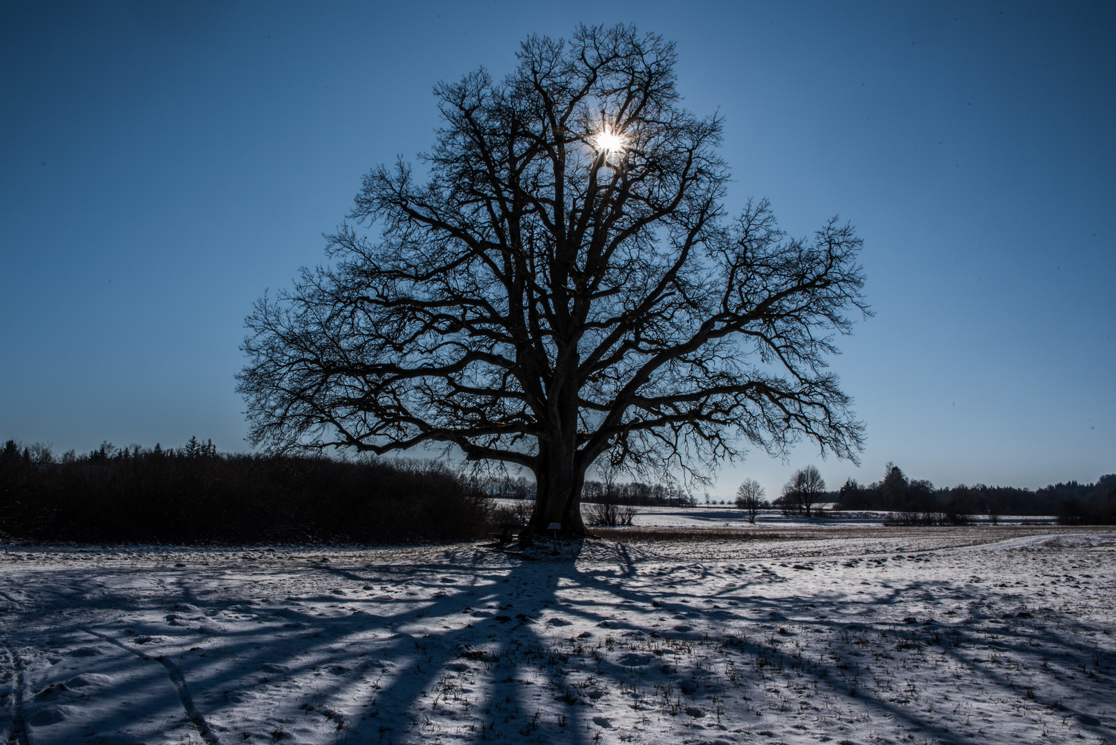 Baum mit Doppelsonne