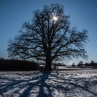 Baum mit Doppelsonne