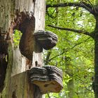 Baum mit Durchblick