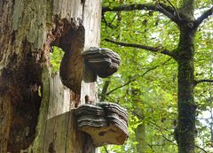 Baum mit Durchblick