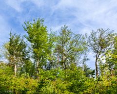 Baum mit Durchblick (3)