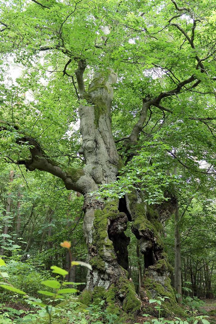 Baum mit Durchblick