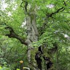 Baum mit Durchblick